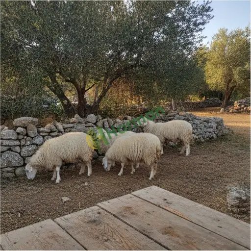 Burdur Altınyayla'da Sakız koyunu satıyorum