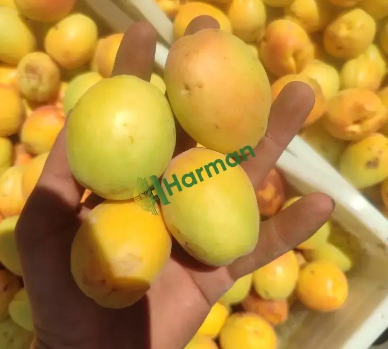 Satılık Sarı Kayısı İslimli