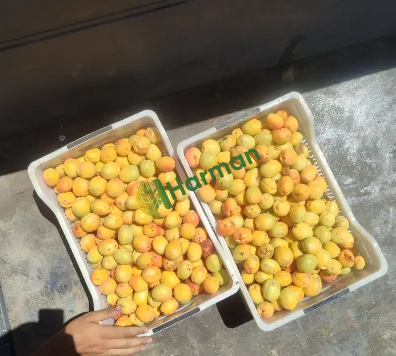 Satılık Sarı Kayısı İslimli