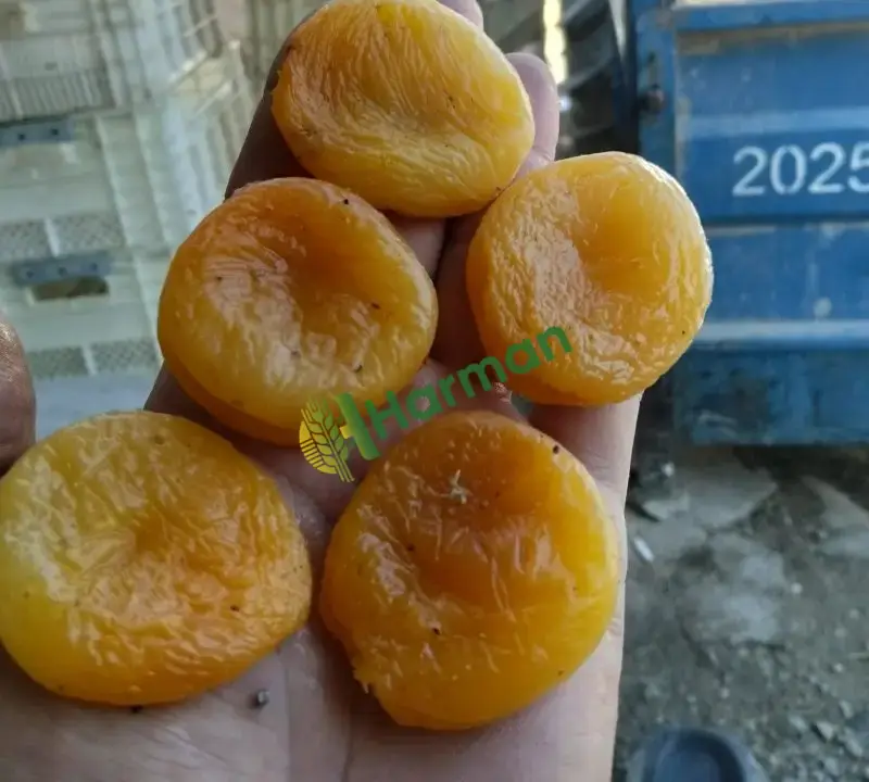 Satılık Sarı Kayısı İslimli