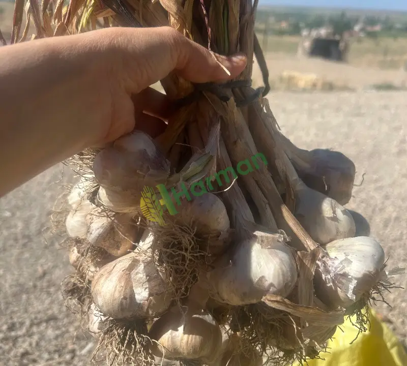 Satılık sarımsak-Aksaray/Merkez