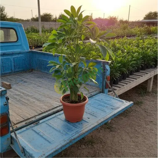 Samsun Tekkeköy'de schefflera satılık