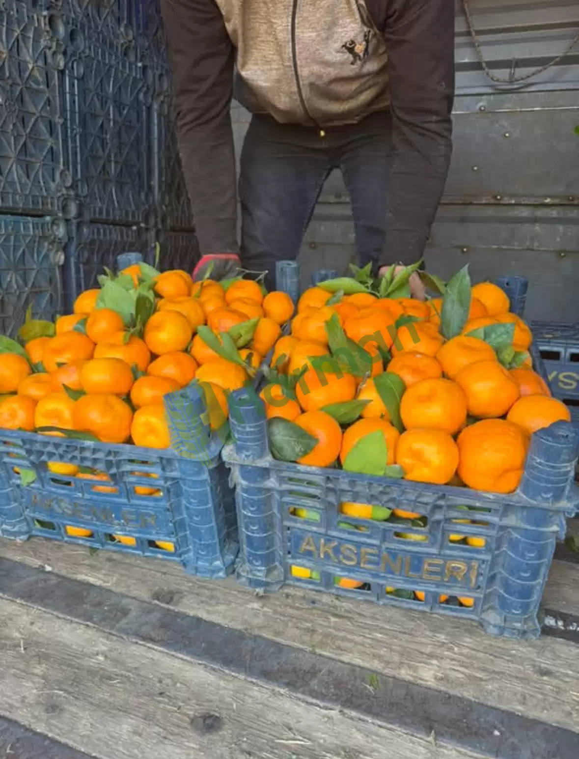 Satılık Şekerpare Mandalina