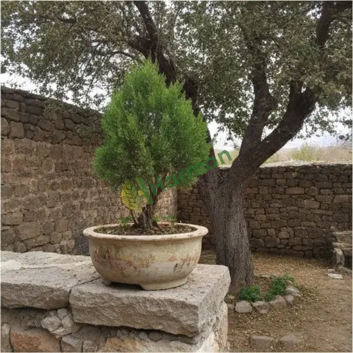 Gümüşhane Torul'dan Servi Bonsai satılık