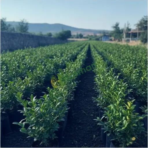 Tekirdağ Kapaklı'da şimşir fidanı elimde var