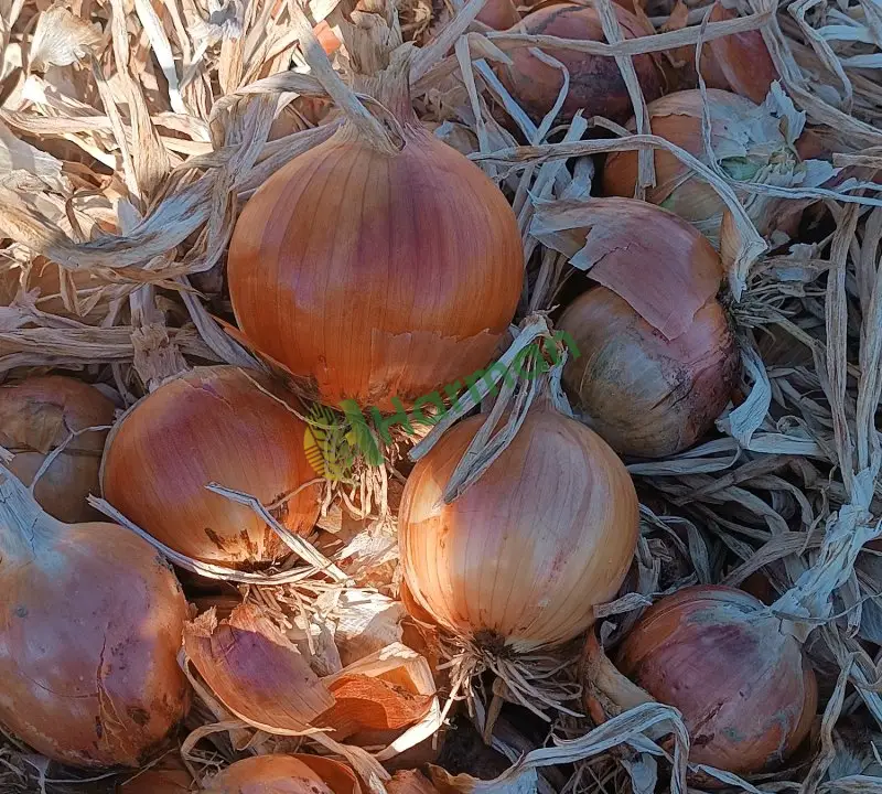 Satılık Soğan Amasya Merzifon