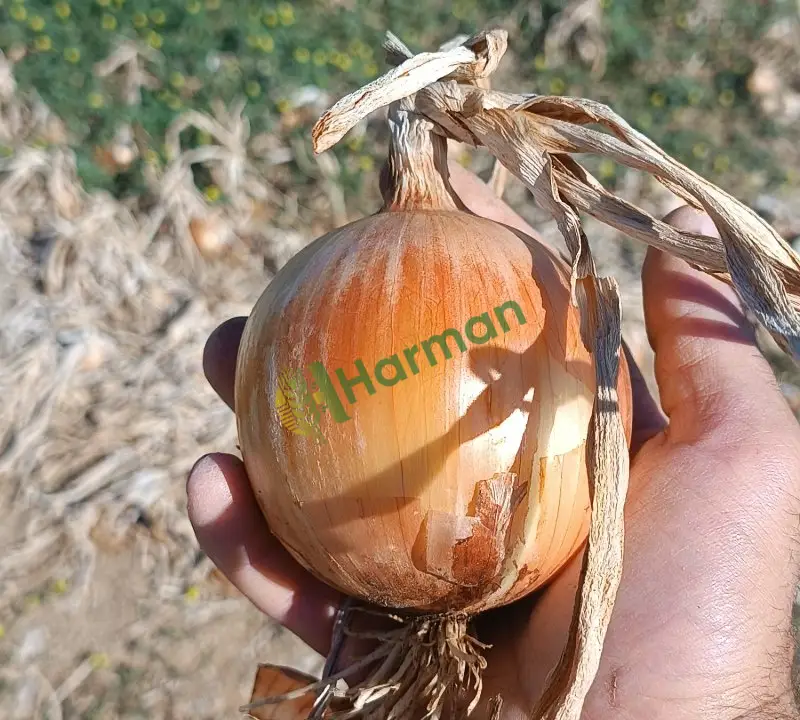 Satılık Soğan Amasya Merzifon
