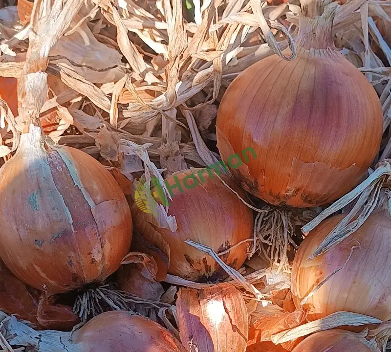 Satılık Soğan Amasya Merzifon