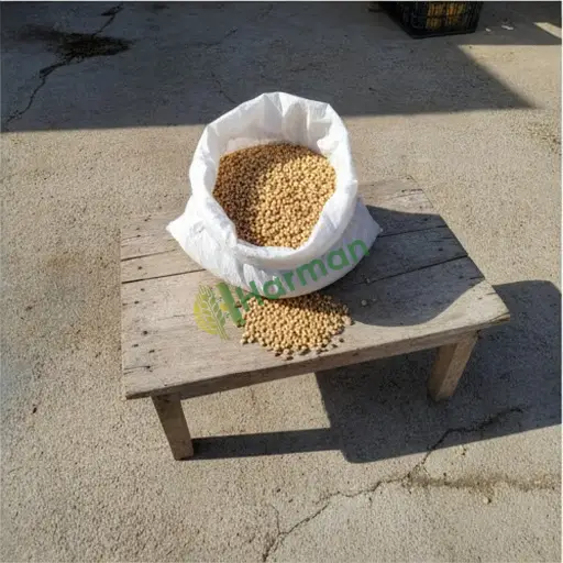 SOYA FİLİZİ hal fiyatı