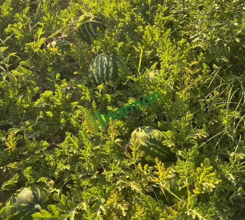 Satılık starbus karpuz