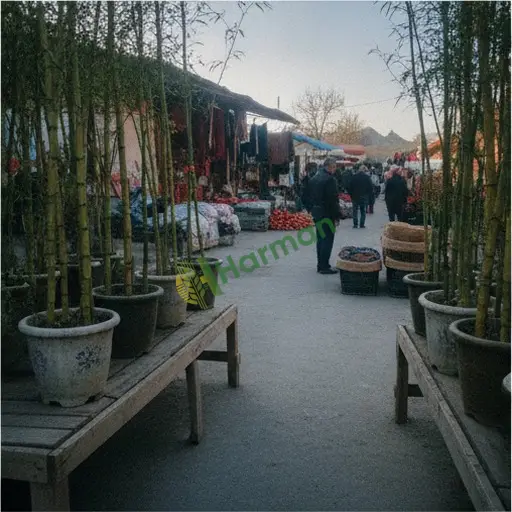 Sakarya Ferizli'de süs bambusu satılık