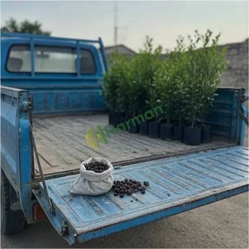Bingöl Adaklı'da taflan tohumu satılık