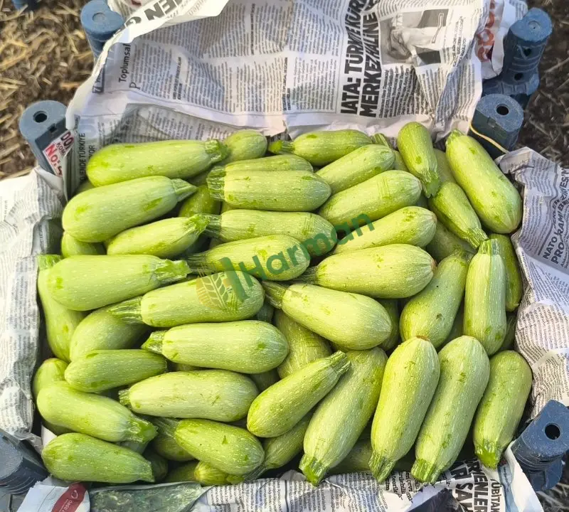 Satılık tane ampu dolmalık kabak