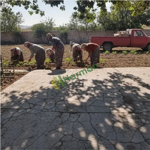 Malatya Kuluncak'ta sezonluk tarım işçisi aranıyor