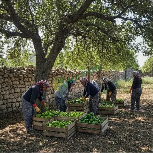 Bursa Osmangazi sürekli çalışacak tarım işçisi lazım