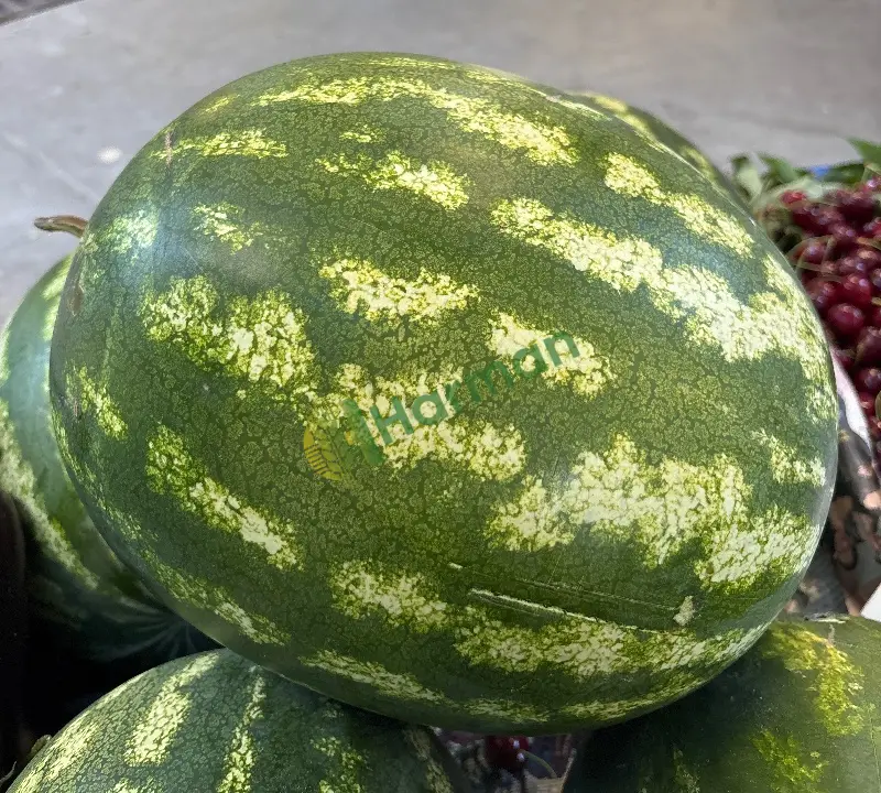 Satılık tarla karpuzu