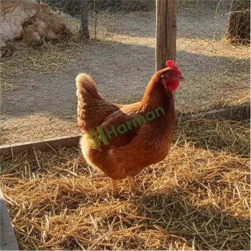 Aydın Söke'de damızlık tavuk satılık