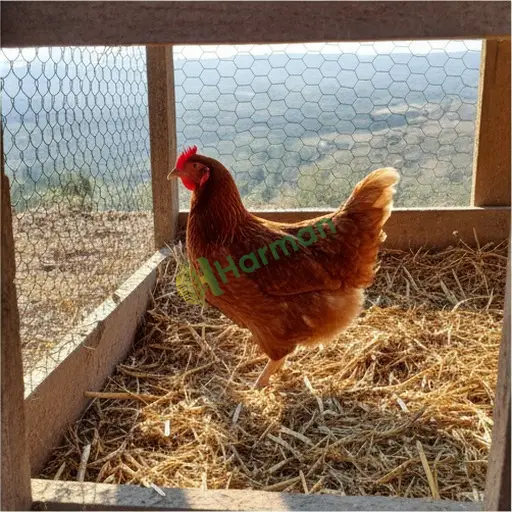 Kırıkkale Merkez'de satılık damızlık tavuk