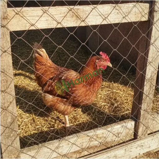 Bursa Orhangazi'de damızlık tavuk satılık
