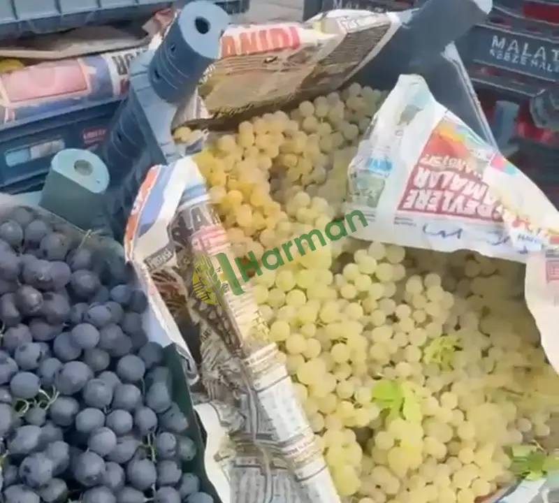 Satılık-Taze Ağın Üzümü