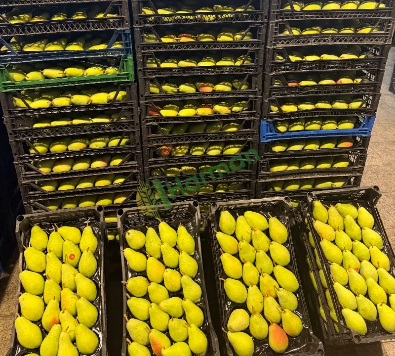 Satılık taze armut santamaria