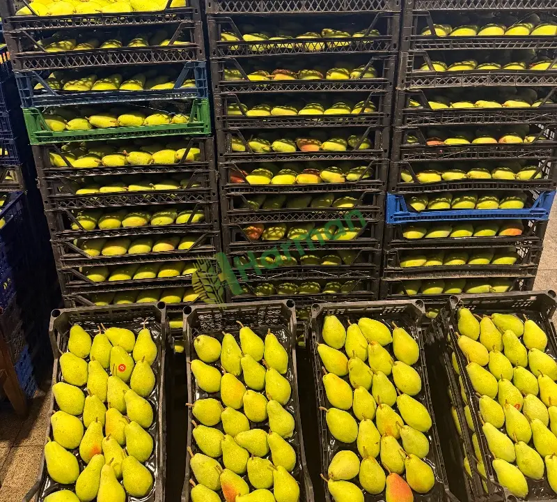 Satılık taze armut santamaria