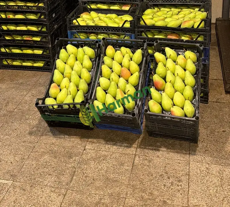 Satılık taze armut santamaria