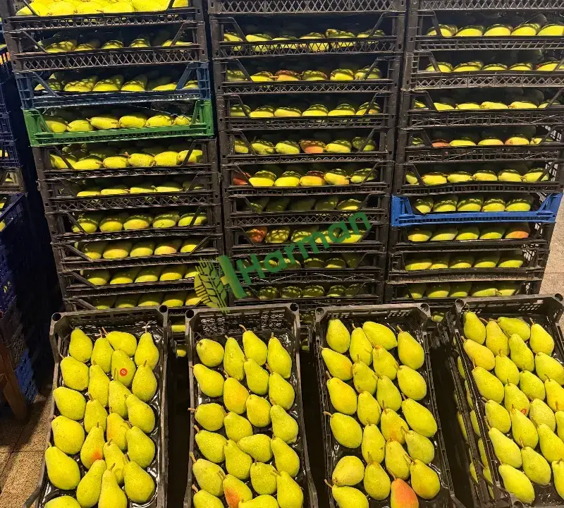 Satılık taze armut santamaria