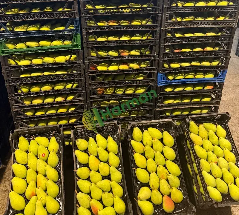 Satılık taze armut santamaria