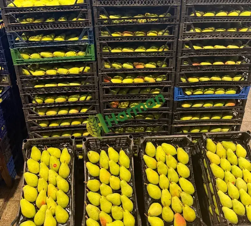 Satılık taze armut santamaria