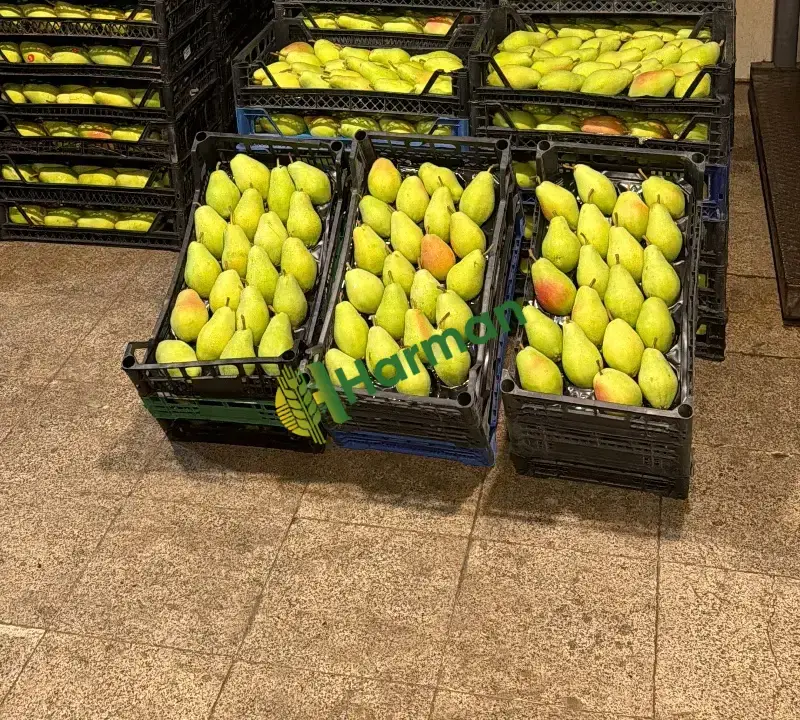 Satılık taze armut santamaria