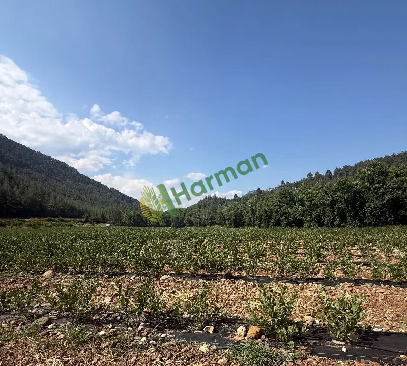 Satılık Taze Aronya