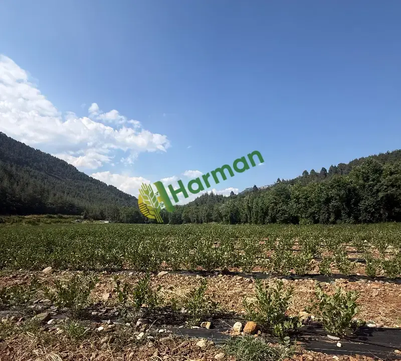 Satılık Taze Aronya