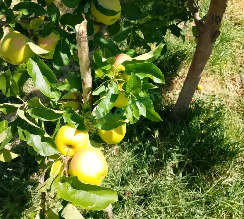 Satılık taze bahçeden elma
