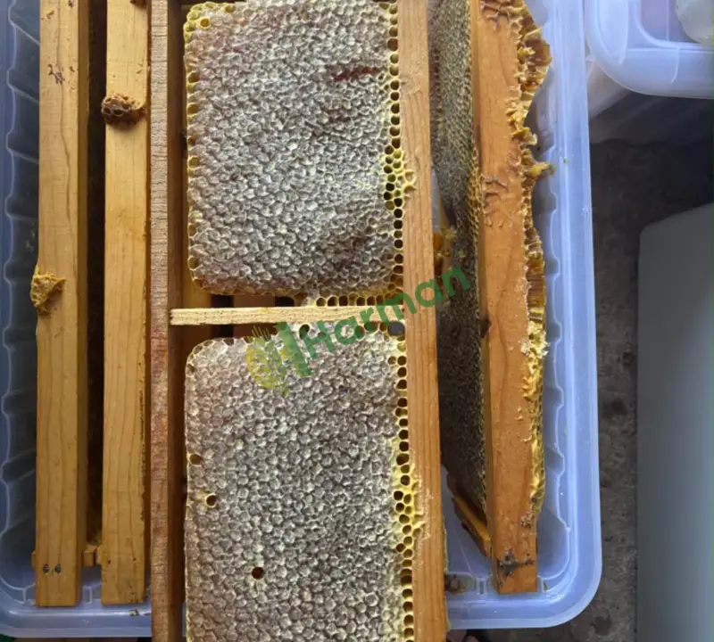 Satılık taze bal