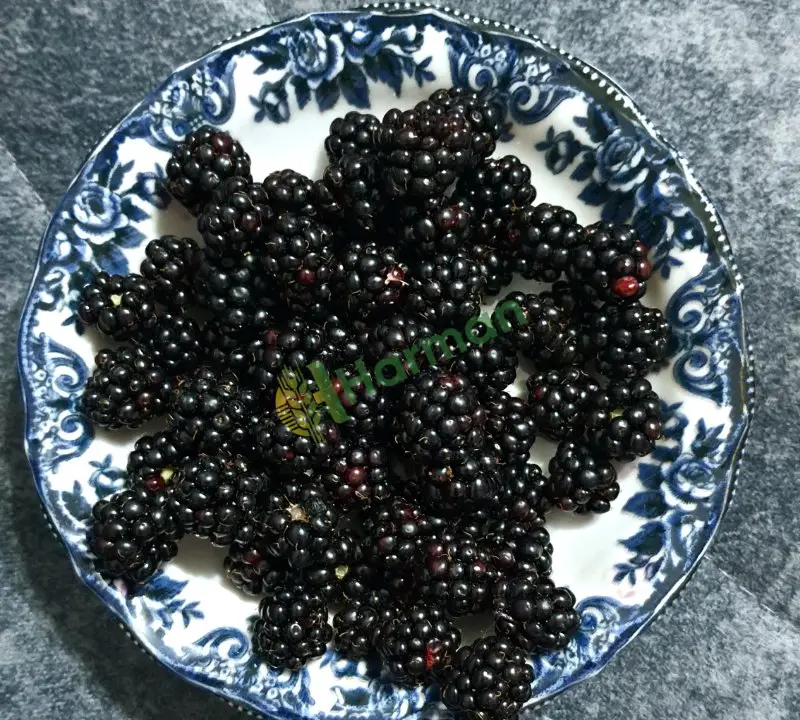 Böğürtlen hal fiyatı