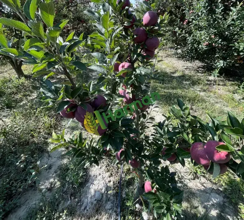 satılık taze elma Afyonkarahisar/Sultandağı