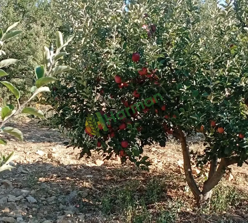 Satılik taze elma