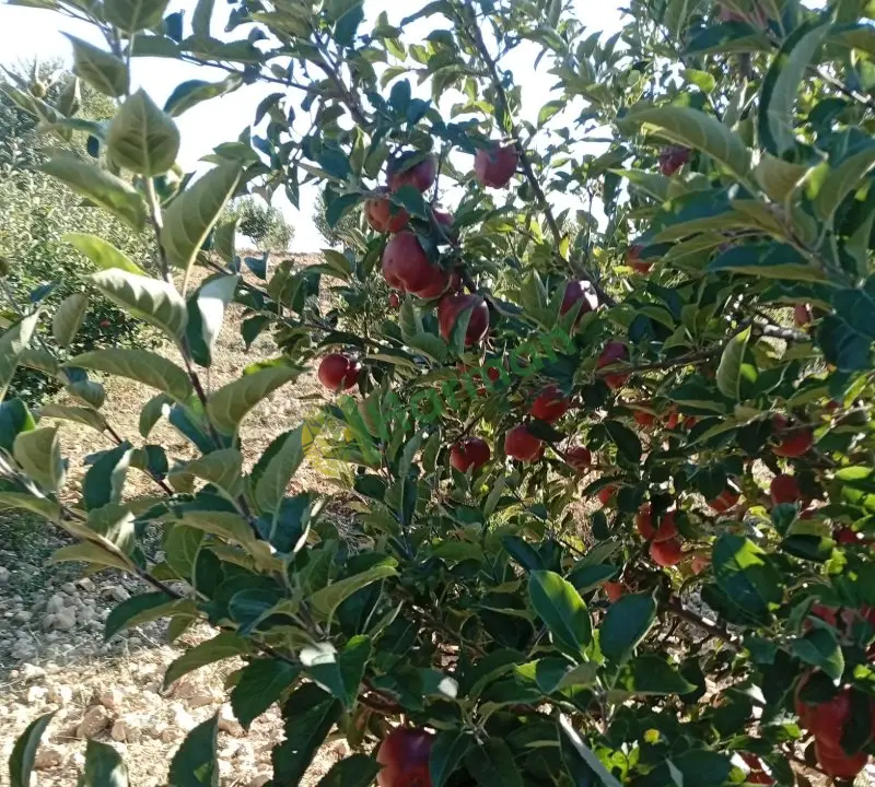 Satılik taze elma