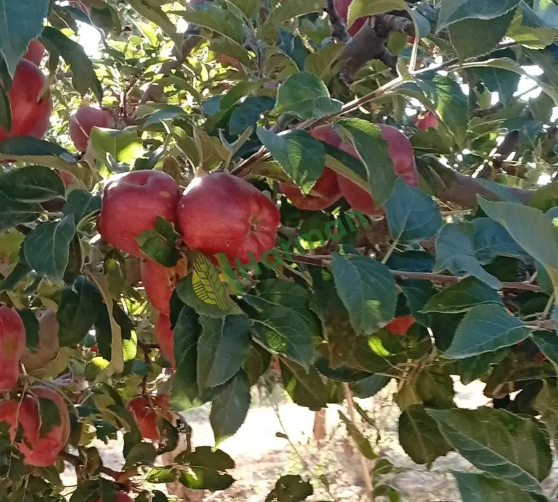 Satılik taze elma