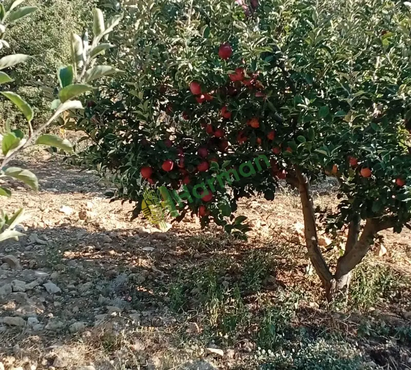 Satılik taze elma