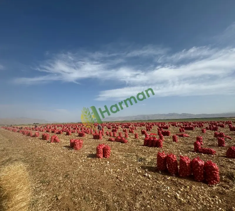 Satılık taze  hasat takoz kavurmalık soğan