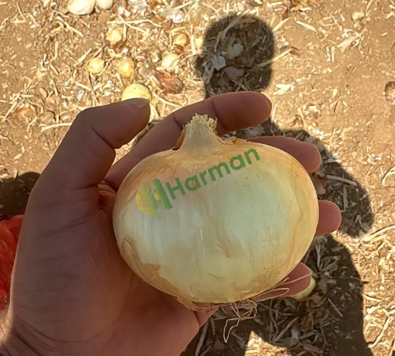 Satılık taze  hasat takoz kavurmalık soğan