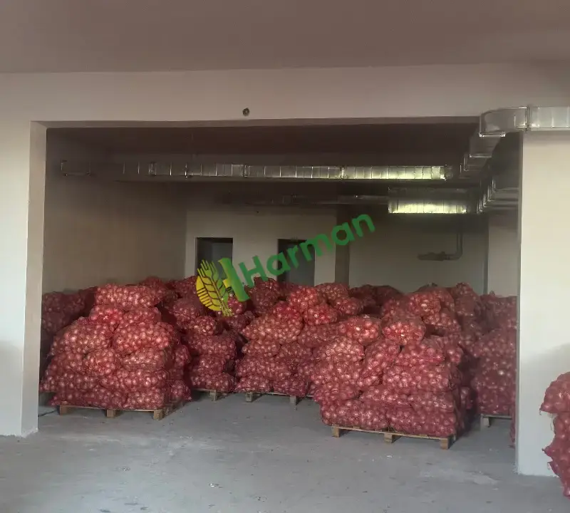 Satılık taze  hasat takoz kavurmalık soğan