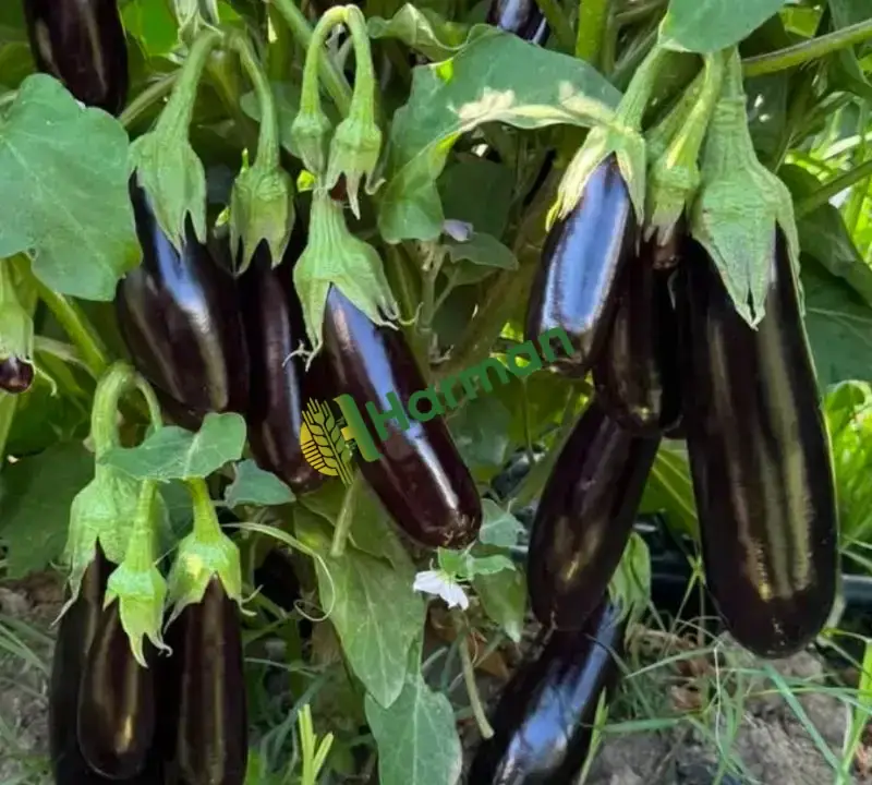 Satılık taze Herkül, topan ve çizgili patlican