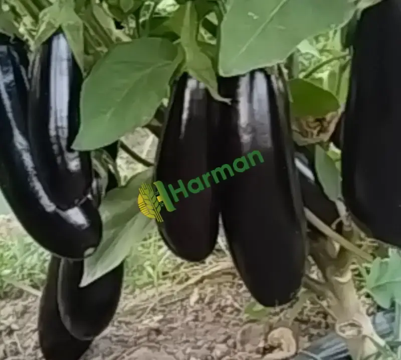 Satılık taze Herkül, topan ve çizgili patlican