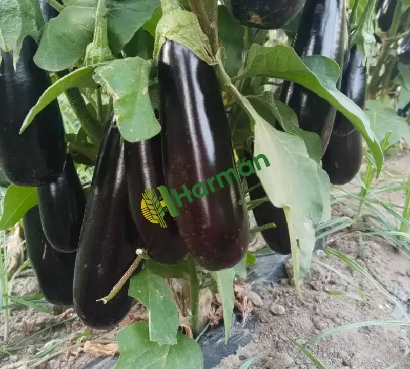 Satılık taze Herkül, topan ve çizgili patlican