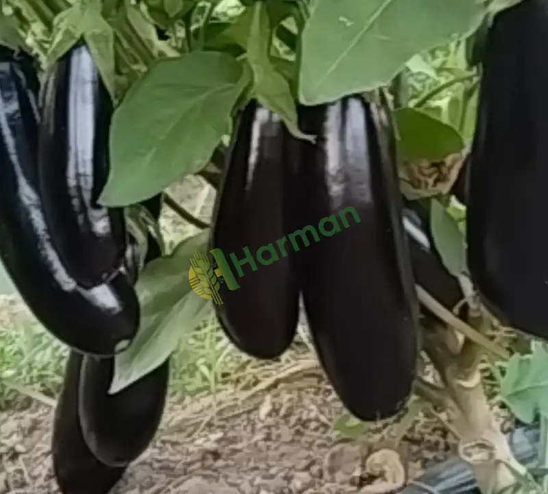 Satılık taze Herkül, toptan ve çizgili patlican