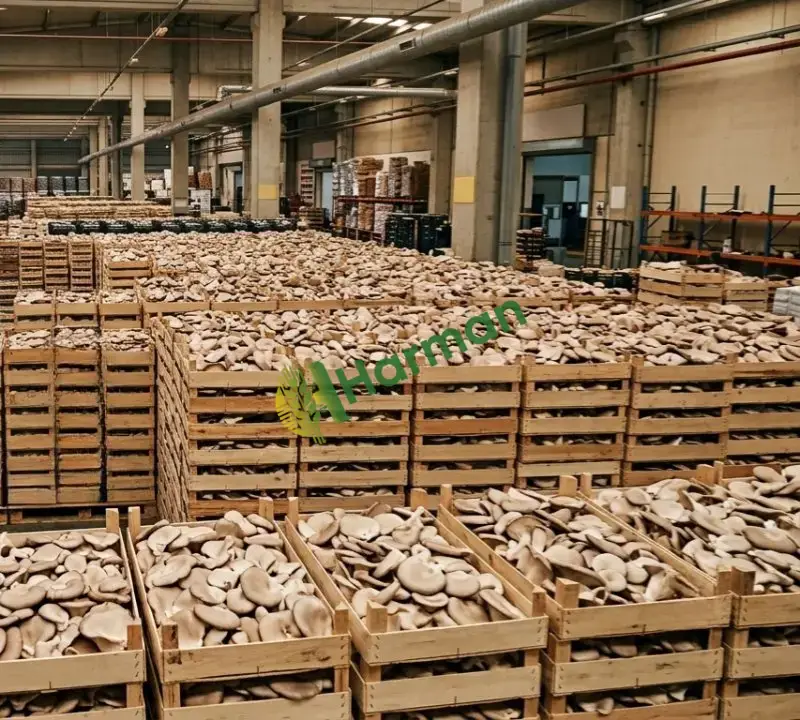 Satılık Taze İstiridye Mantarı Aranıyor