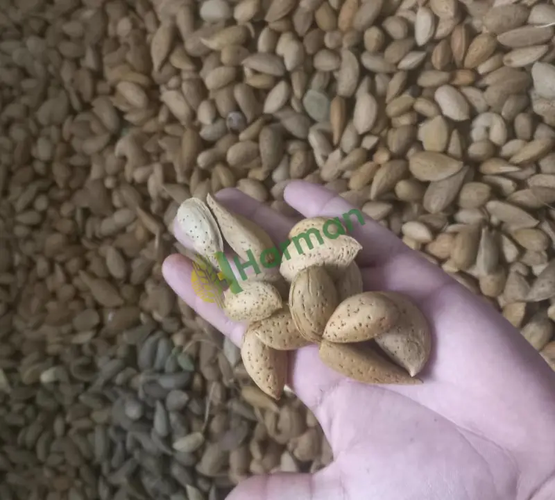 Satılık taze iyi kurutulmuş iri ve dolgun kabuklu badem